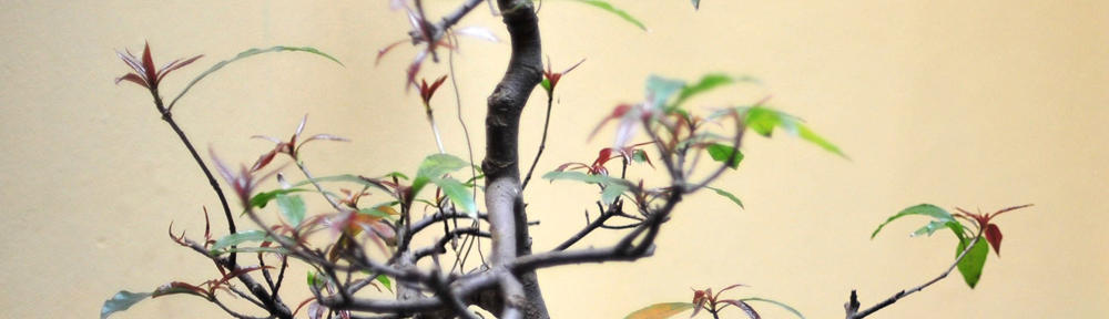 Professor Anthony I. Mazeroll, Ph.D.